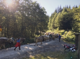 Almabtrieb - the ceremonial driving down of cattle from the mountain pastures into the valley in autumn.