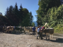 Decorating cattle during the Almabtrieb - the ceremonial driving down of cattle from the mountain pastures into the valley in autumn.