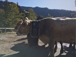 Cattle lined up during the Almabtrieb - the ceremonial driving down of cattle from the mountain pastures into the valley in autumn.