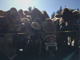 Cattle lined up during the Almabtrieb - the ceremonial driving down of cattle from the mountain pastures into the valley in autumn.