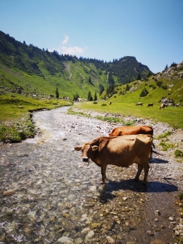 Brown Cattle drinking from a stream amidst mountain pasture