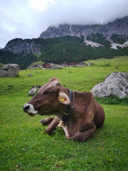 Dark brown alpine cattle