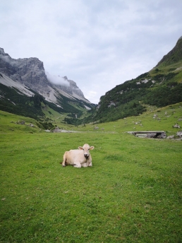 Light brown alpine cattle