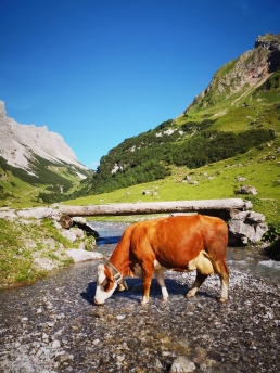 Brown Cattle drinking from a stream amidst mountain pasture