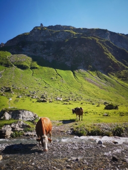 Brown Cattle drinking from a stream amidst mountain pasture
