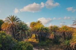 Palm Grove of Vai