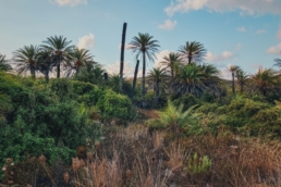 Palm Grove of Vai