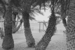 Palmenstrand von Vai